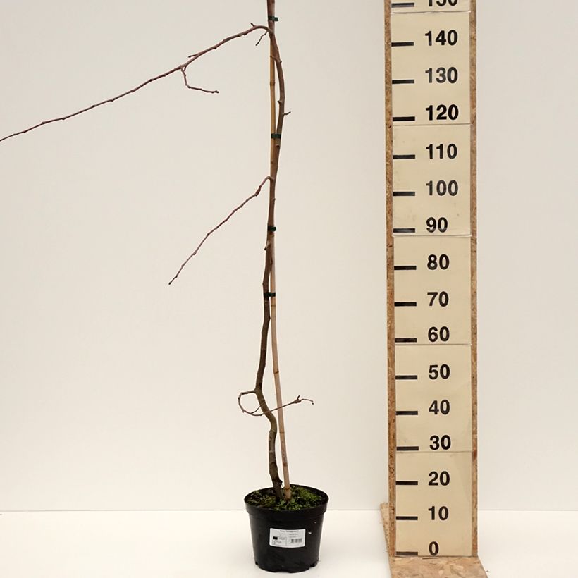 Malus Hyvingiensis - Crabapple 4L/5L potShipped height around 80/100cm sample as delivered in winter