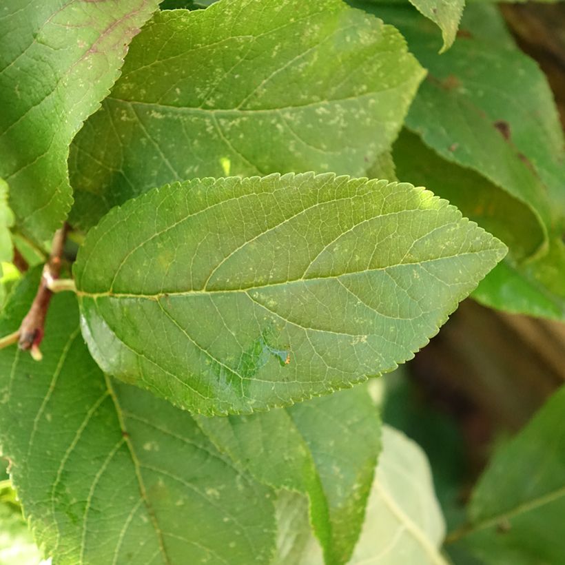 Apple Tree Delbarestivale - Malus domestica (Foliage)