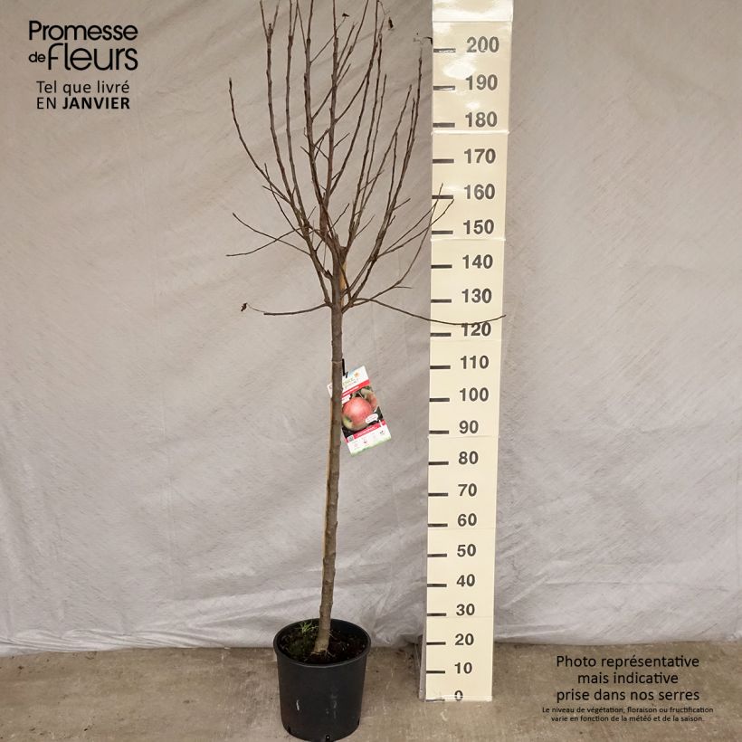 Pommier Elstar - Demi-tige en pot de 7.5L/ 10L sample as delivered in winter