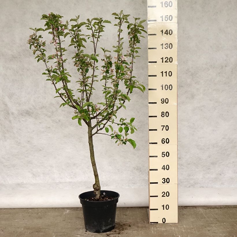 Apple Tree Grand Alexandre - Malus domestica 7.5L/10L pot, GobletShipped height around 140/160cm sample as delivered in spring