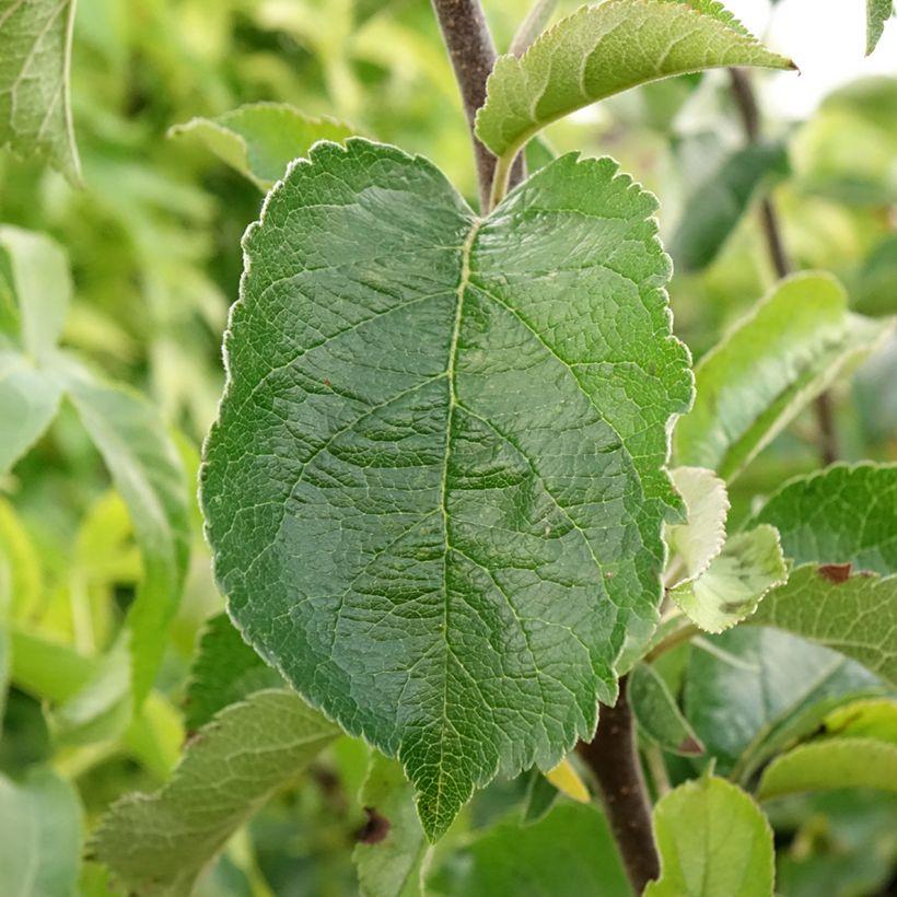 Apple Tree Grand Alexandre - Malus domestica (Foliage)