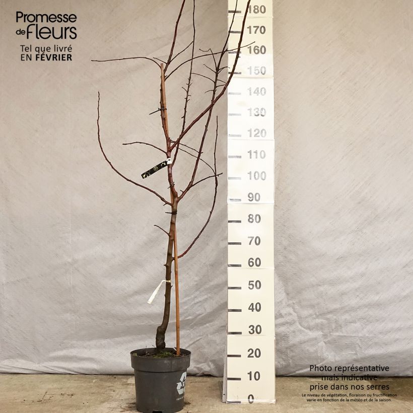 Pommier Gravenstein Pot de 7,5L/10L sample as delivered in winter