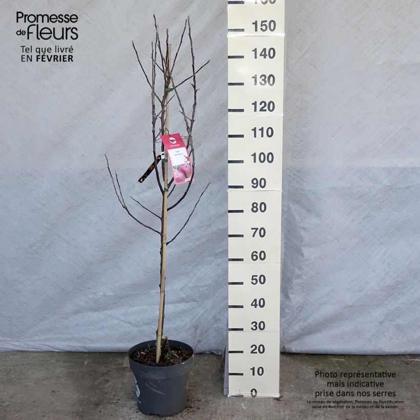 Pommier Ingrid Marie Pot de 7,5L/10L sample as delivered in winter