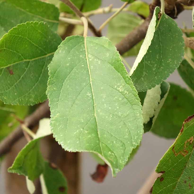 Apple Tree Ingrid Marie - Malus domestica (Foliage)