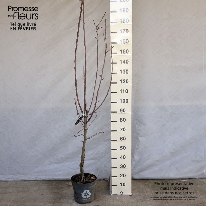 Pommier James Grieve Pot de 7,5L/10L sample as delivered in winter