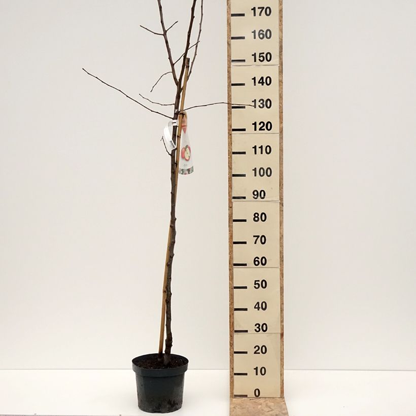 Apple Tree Jonagold - Malus domestica 7.5L/10L pot, Half standard sample as delivered in winter