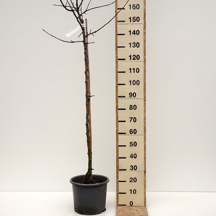 Apple Tree Belchard - Malus domestica 7.5L/10L pot, Half standardShipped height around 200/220cm sample as delivered in winter