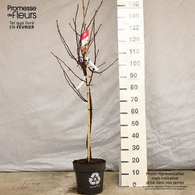 Pommier - Malus domestica Braeburn Pot de 10L Gobelet sample as delivered in winter