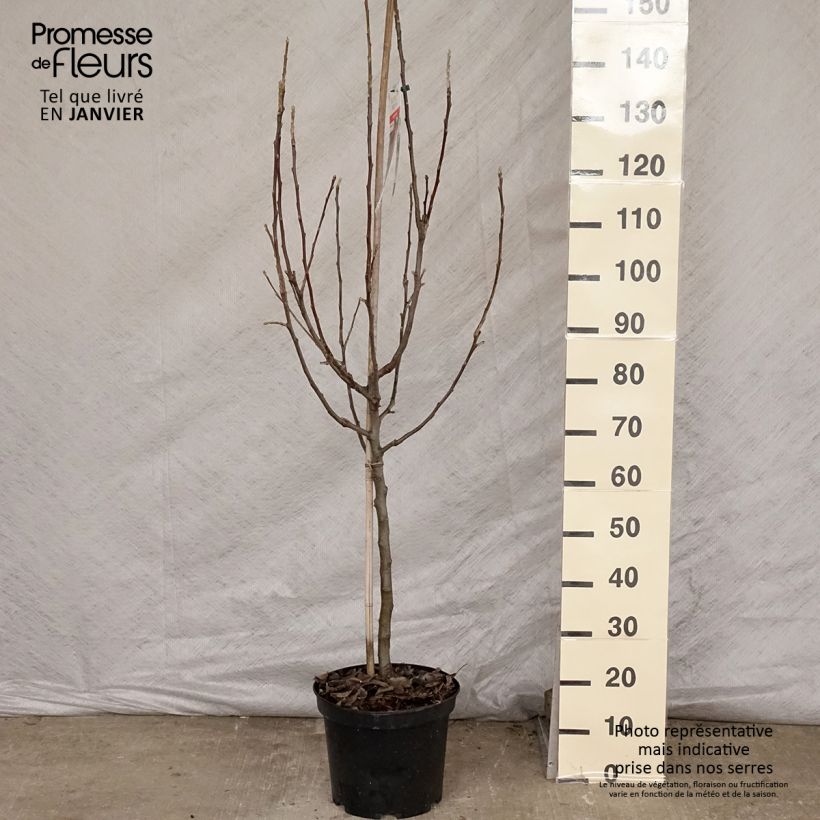 Pommier - Malus domestica Idared Gobelet en pot de 7,5l/10l sample as delivered in winter