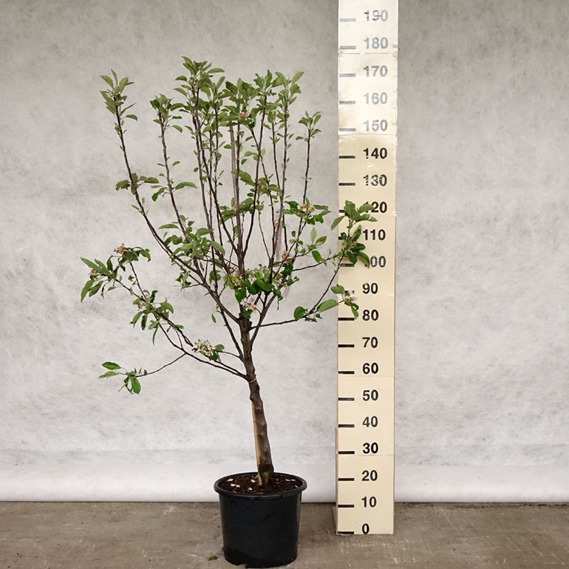 Apple Tree Melrose - Malus domestica 7.5L/10L pot, GobletShipped height around 140/160cm sample as delivered in spring