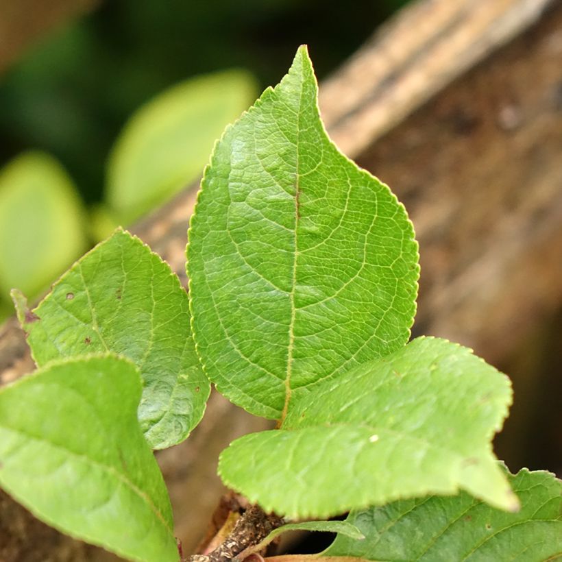 Dwarf Apple Tree Croquella - Malus domestica (Foliage)