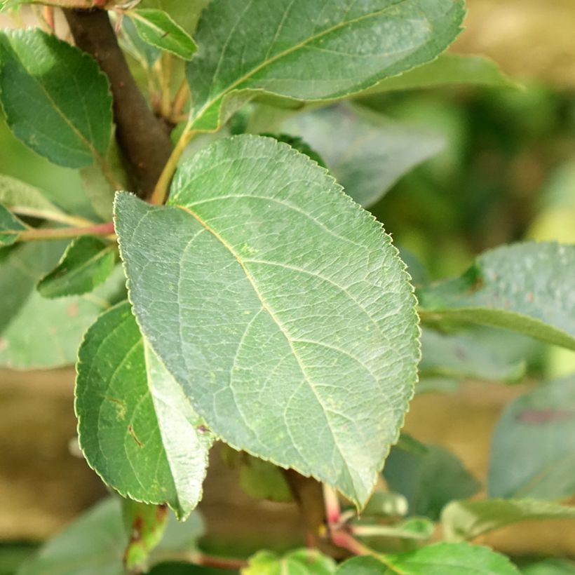 Apple Tree Reinette Clochard - Malus domestica (Foliage)