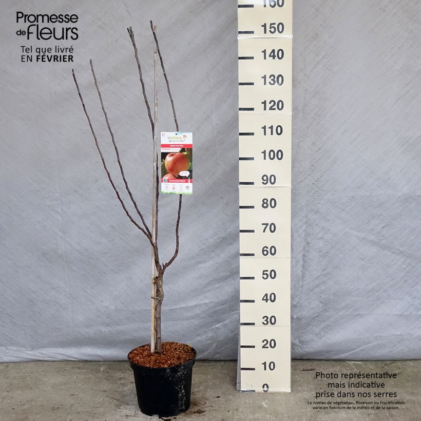 Pommier Reinette de Caux Pot de 7,5L/10L sample as delivered in winter