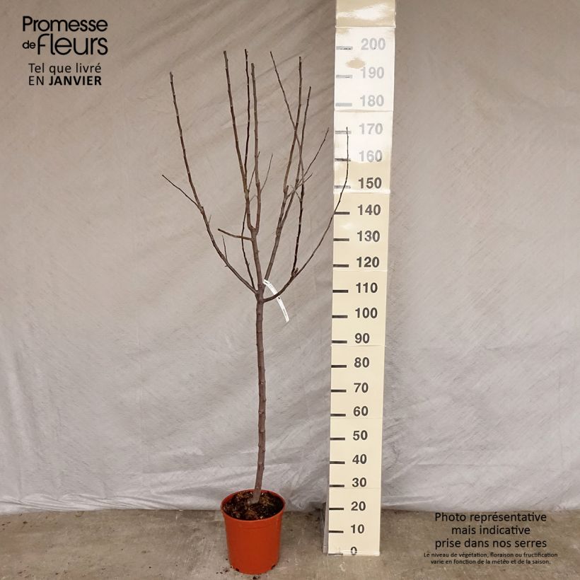 Pommier Royal Gala - Gobelet en pot de 10L sample as delivered in winter