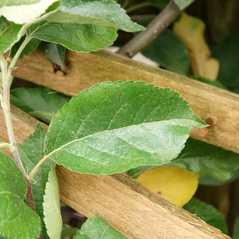 Apple Tree Royale Delbard Delfloga - Georges Delbard (Foliage)