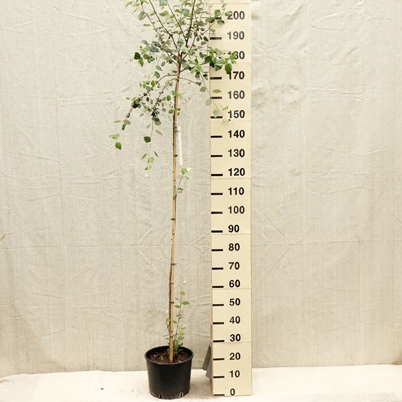 Populus alba - Peuplier blanc, de Hollande - Pot de 7,5L/10L sample as delivered in spring