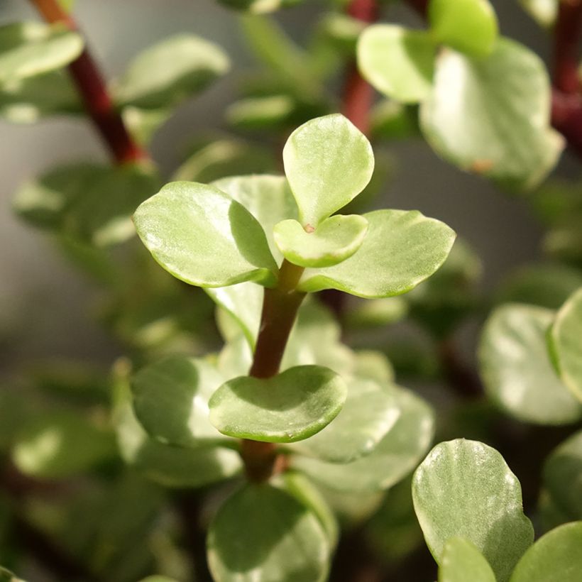 Portulacaria afra Variegata (Foliage)