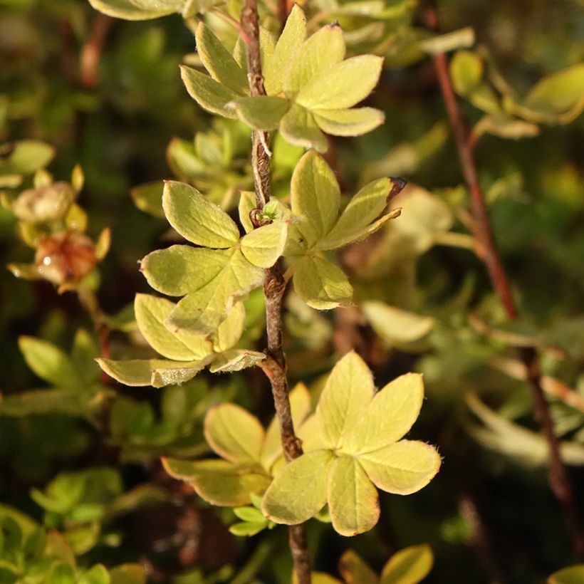 Potentilla fruticosa Crème Brûlée - Shrubby Cinquefoil (Foliage)