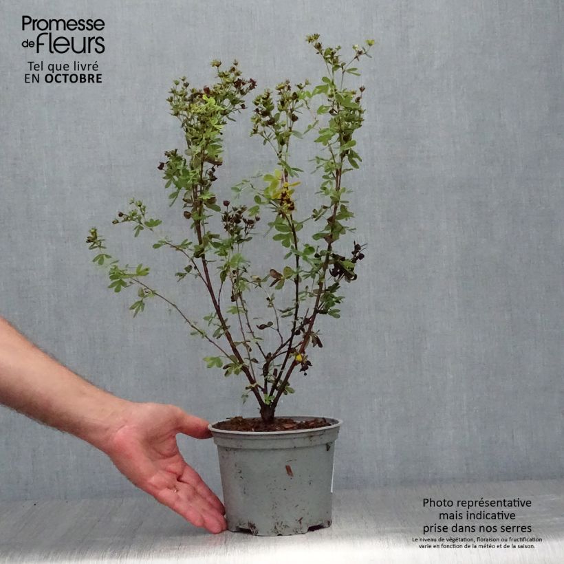 Potentilla fruticosa Creme brulée- Potentille arbustive Pot de 2L/3L sample as delivered in autumn