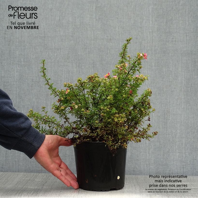 Potentilla fruticosa Danny Boy - Potentille arbustive à fleurs simples rose framboise Pot de 2L/3L sample as delivered in autumn