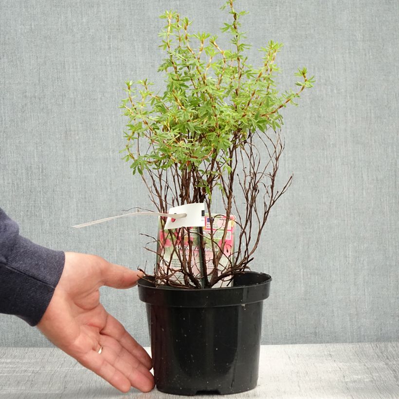 Potentilla fruticosa Danny Boy - Shrubby Cinquefoil 2L/3L pot sample as delivered in spring