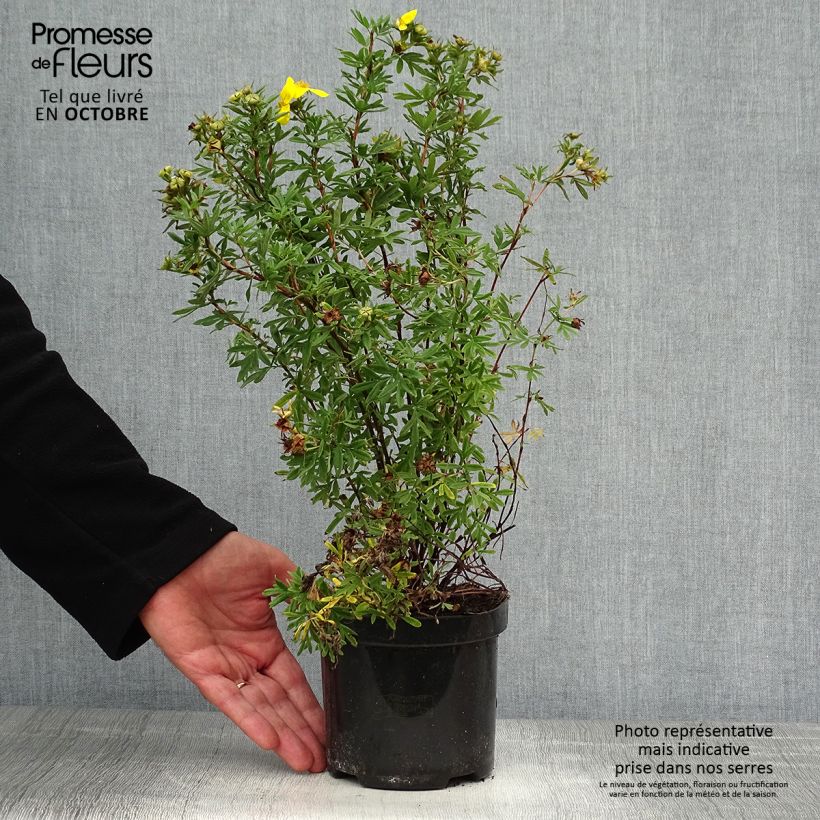 Potentilla fruticosa Goldfinger - Potentille arbustive en pot de 1L/1,5L sample as delivered in autumn