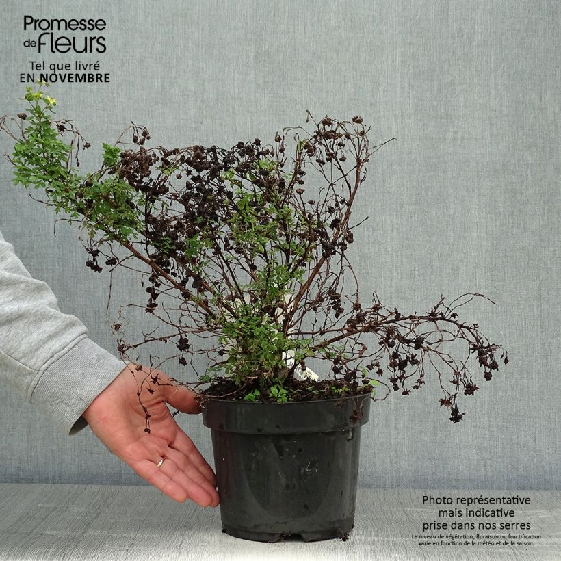 Potentilla fruticosa Limelight Pot de 3L/4L sample as delivered in autumn