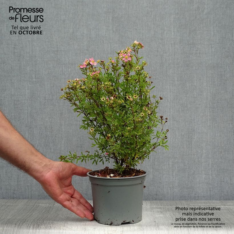 Potentilla fruticosa Lovely Pink Pot de 1.5L sample as delivered in autumn