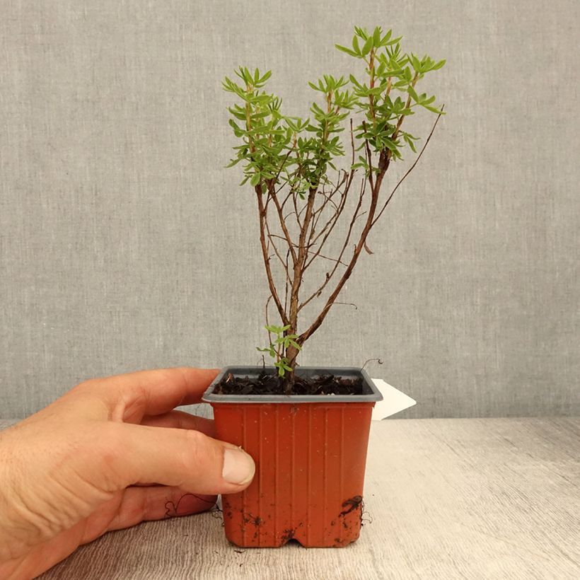 Potentilla fruticosa Mango Tango- Potentille arbustive - Godet de 8/9 cm sample as delivered in spring