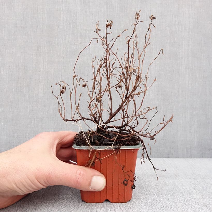 Potentilla fruticosa Marian Red Robin - Shrubby Cinquefoil 8/9 cm pot sample as delivered in winter