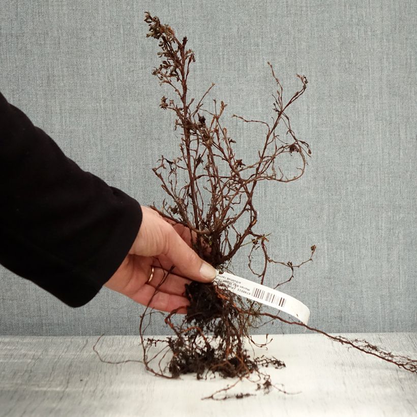 Potentilla fruticosa Marian Red Robin - Shrubby Cinquefoil Bare rootShipped height around 30/50cm sample as delivered in winter