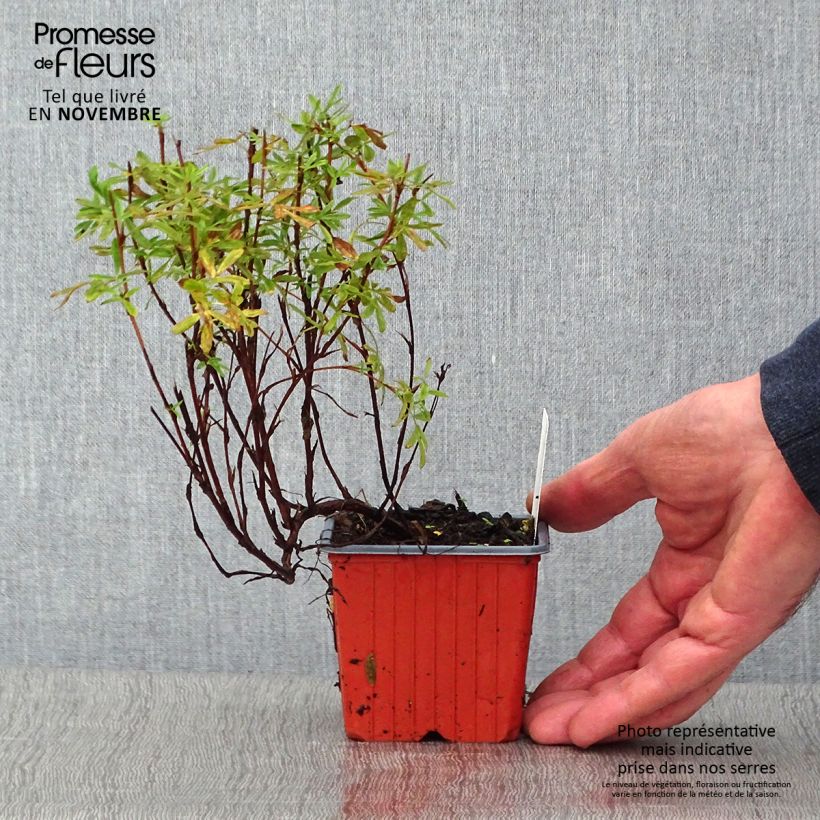 Potentilla fruticosa Pink Paradise en godet sample as delivered in autumn