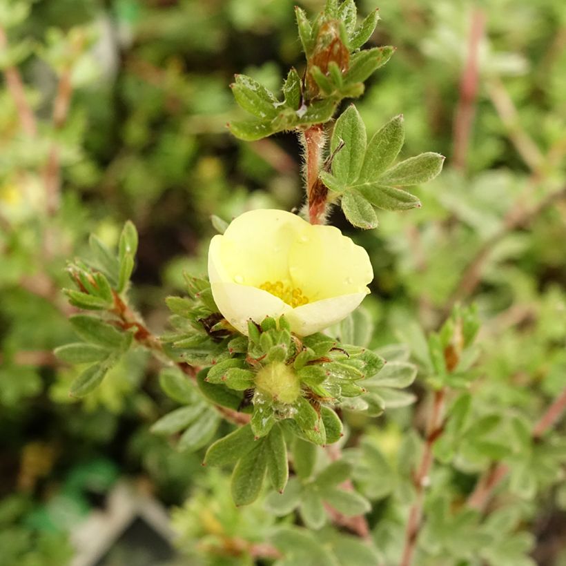 Potentilla fruticosa Primrose Beauty - Shrubby Cinquefoil (Flowering)