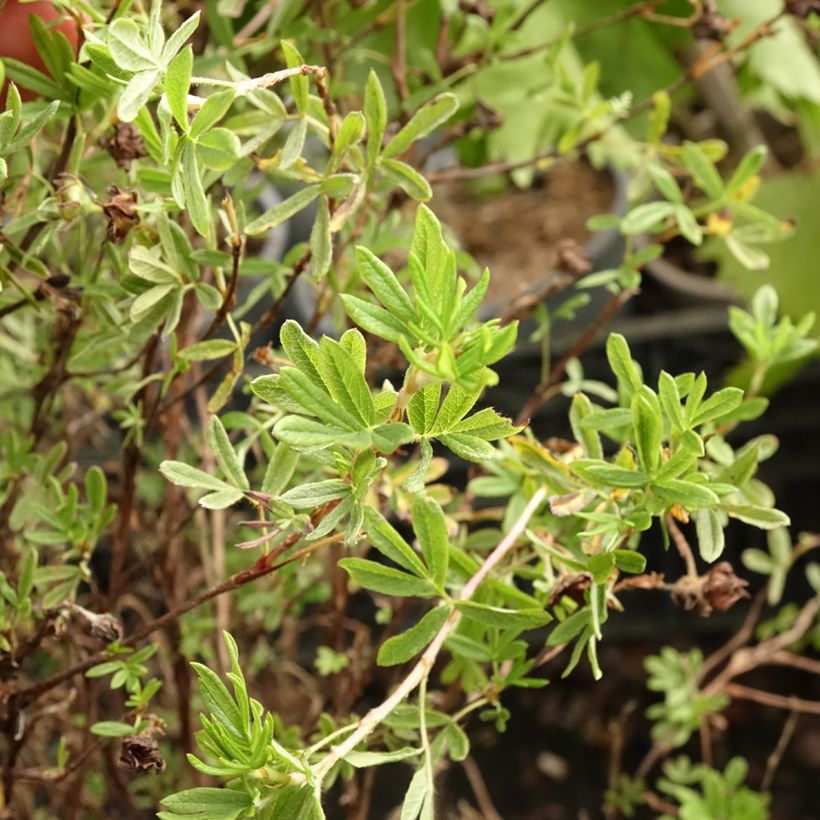 Potentilla fruticosa Princess Pink Queen - Shrubby Cinquefoil (Foliage)