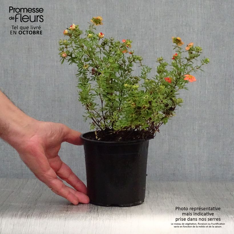 Potentilla fruticosa Red Ace en pot de 1.3L- Potentille arbustive sample as delivered in autumn