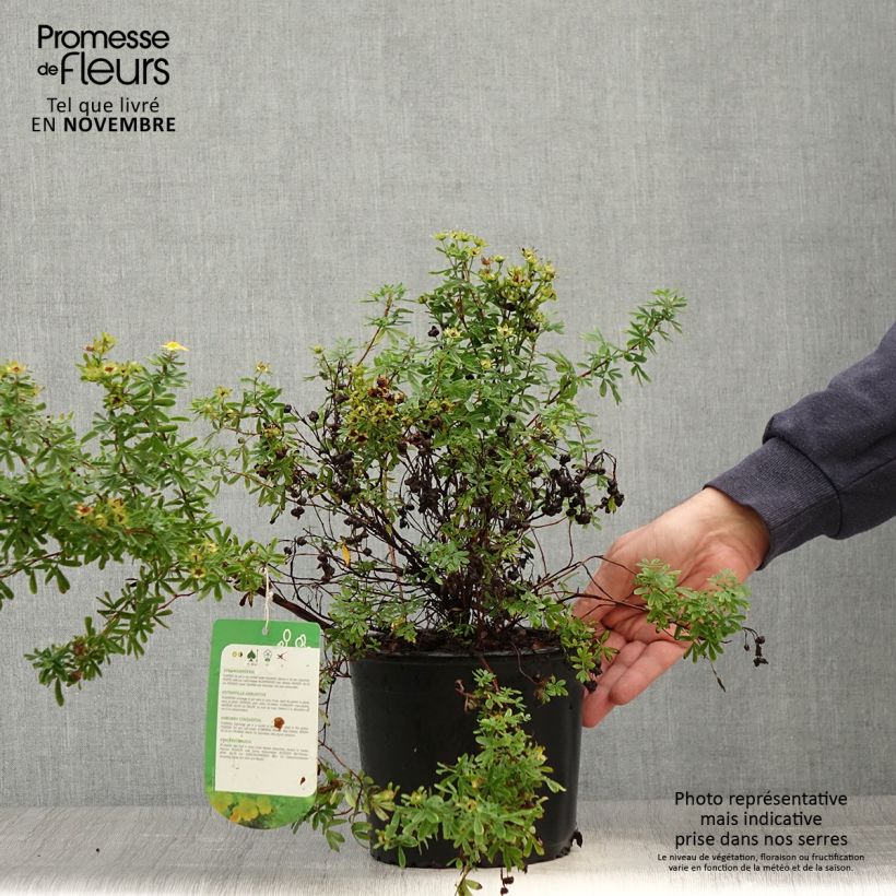 Potentilla fruticosa Tangerine - Potentille arbustive en pot de 2/3L sample as delivered in autumn