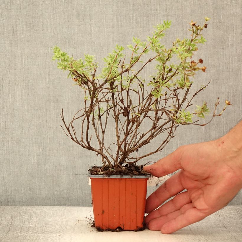 Potentilla fruticosa Tangerine - Potentille arbustive  - Godet de 8/9 cm sample as delivered in summer