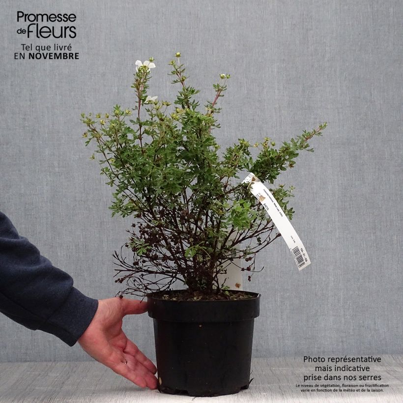 Potentilla fruticosa White Lady - Potentille arbustive Pot de 3L/4L sample as delivered in autumn