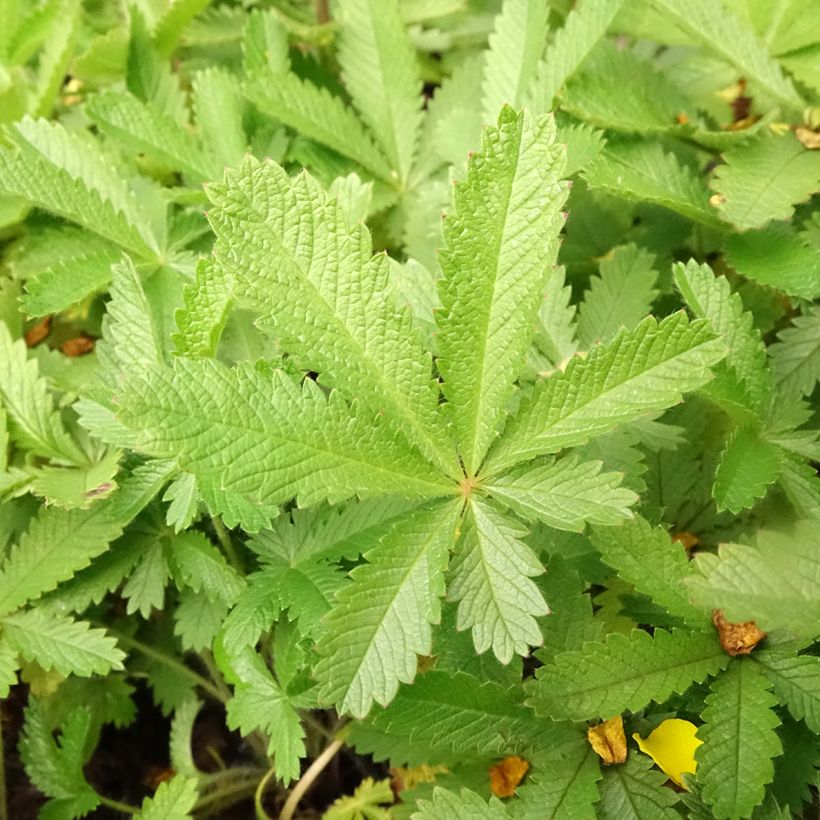 Potentilla recta var. sulphurea - Cinquefoil (Foliage)