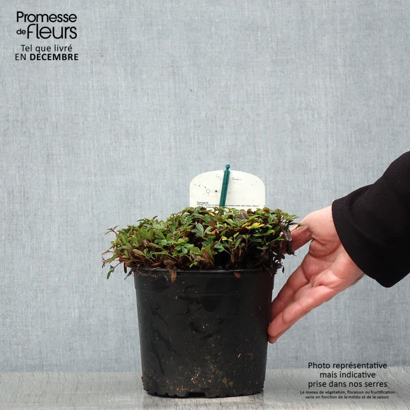 Potentilla tridentata Nuuk - Potentille vivace Pot de 1.5L/2L sample as delivered in winter