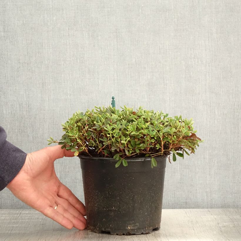 Potentilla tridentata Nuuk - Cinquefoil 1.5L/2L pot sample as delivered in spring