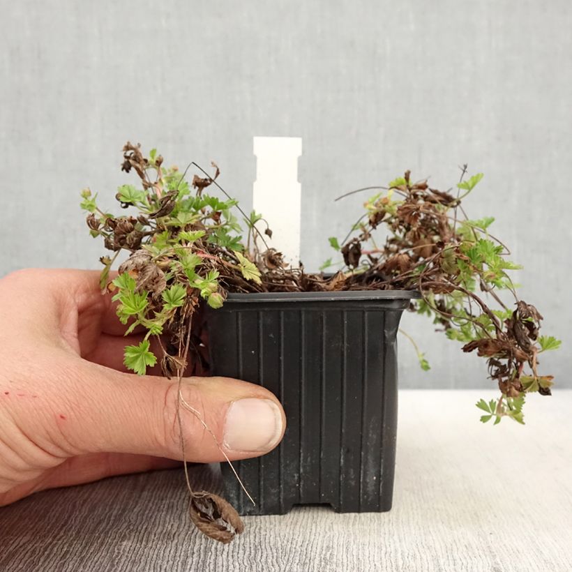 Potentilla verna - Cinquefoil 8/9 cm pot sample as delivered in spring