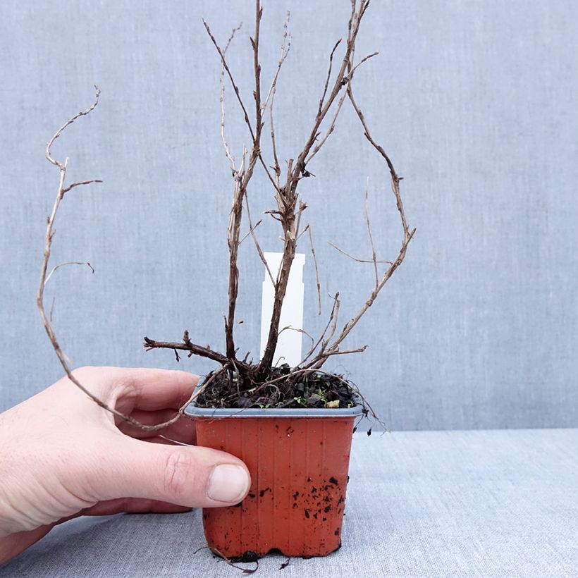 Potentilla fruticosa Bella Apple - Shrubby cinquefoil 8/9 cm pot sample as delivered in winter