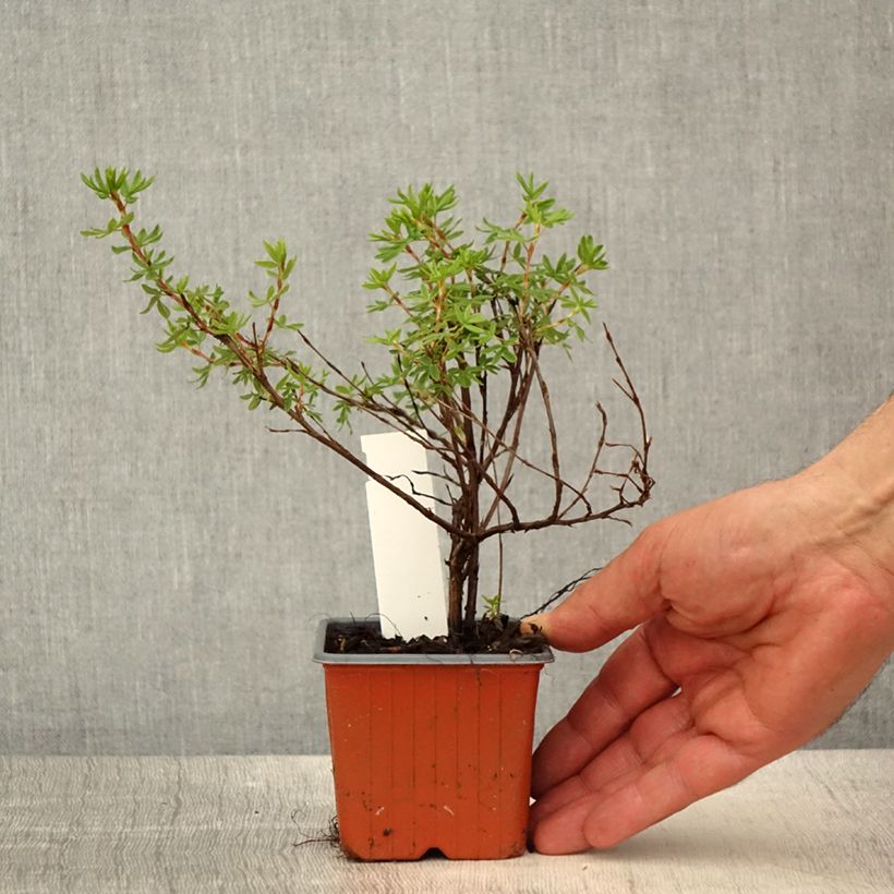 Potentilla fruticosa Bella Apple - Shrubby cinquefoil sample as delivered in spring