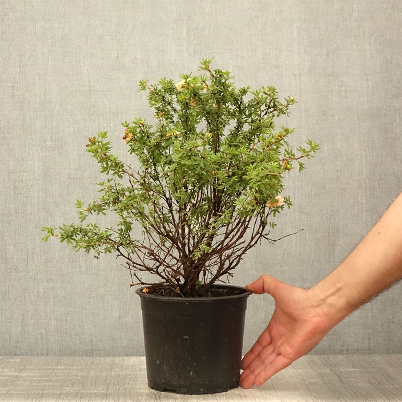 Potentilla fruticosa Bella Apple - Shrubby cinquefoil sample as delivered in spring