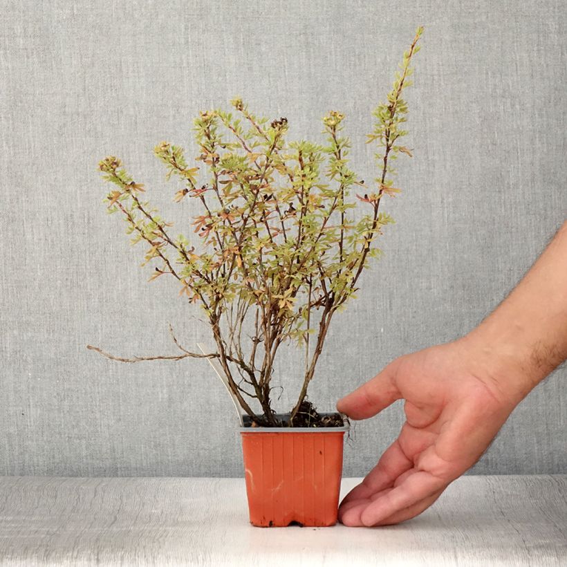 Potentilla fruticosa Bella Rosa 8/9 cm pot sample as delivered in summer