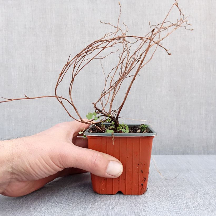 Potentilla fruticosa Hopleys Orange - Shrubby Cinquefoil 8/9 cm pot sample as delivered in winter