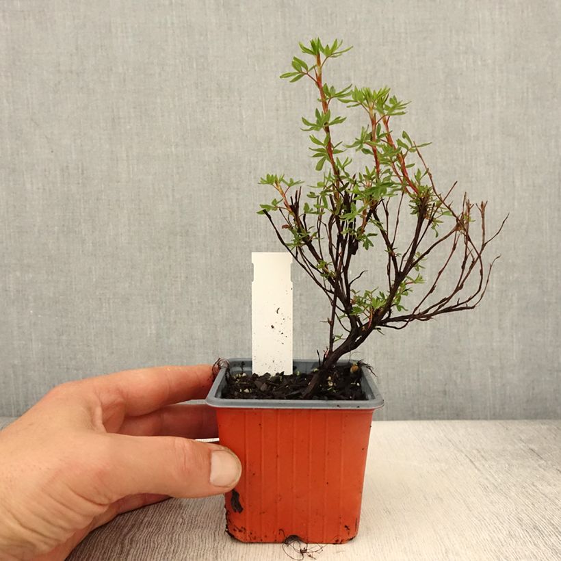 Potentilla fruticosa Hopleys Orange - Shrubby Cinquefoil 8/9 cm pot sample as delivered in spring