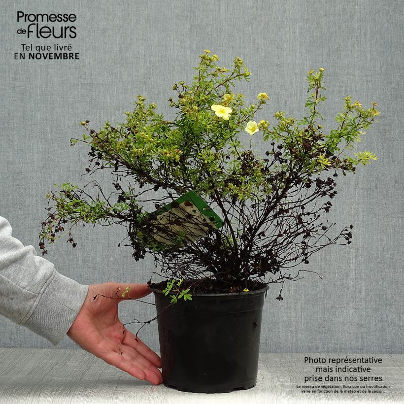 Potentille arbustive Kobold Pot de 3L/4L sample as delivered in autumn