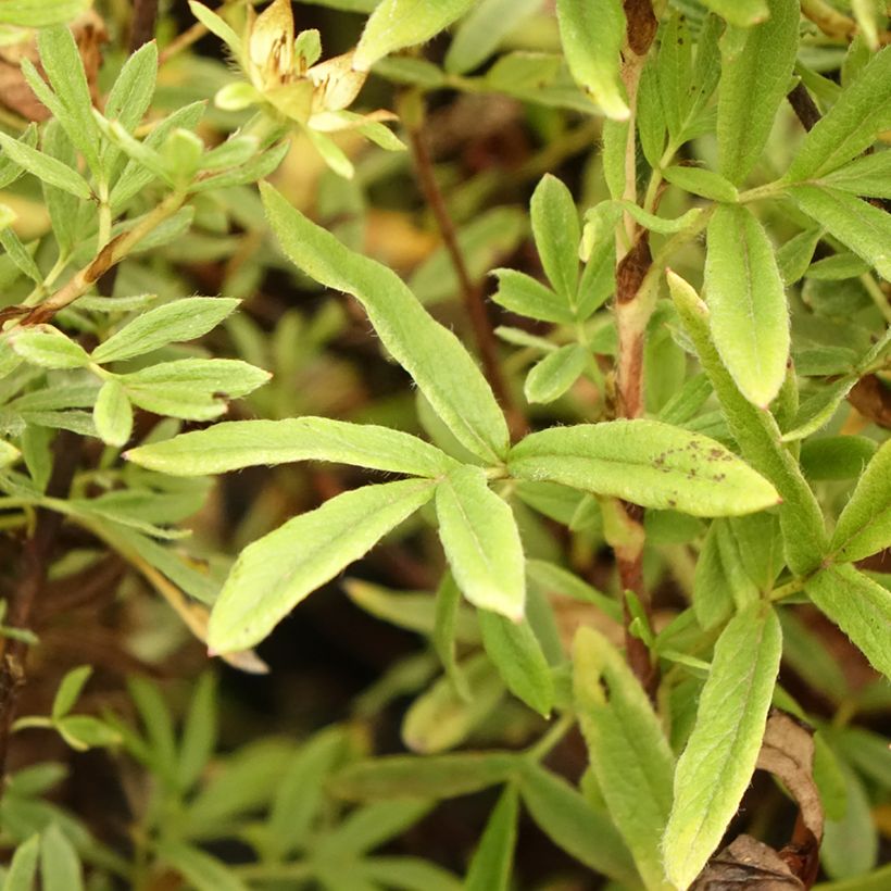 Potentilla fruticosa Creamissima - Shrubby Cinquefoil (Foliage)